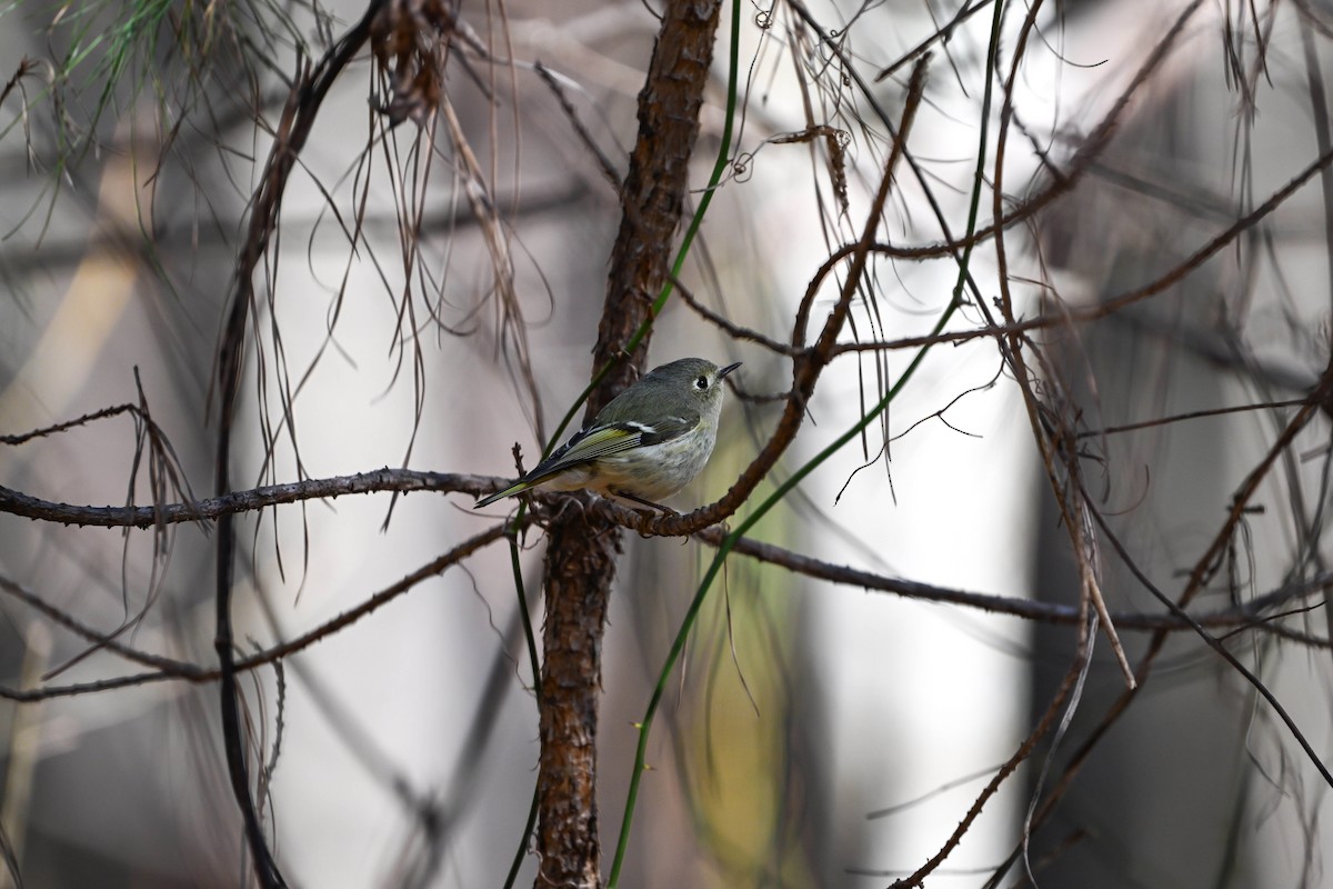 Ruby-crowned Kinglet - ML615910296