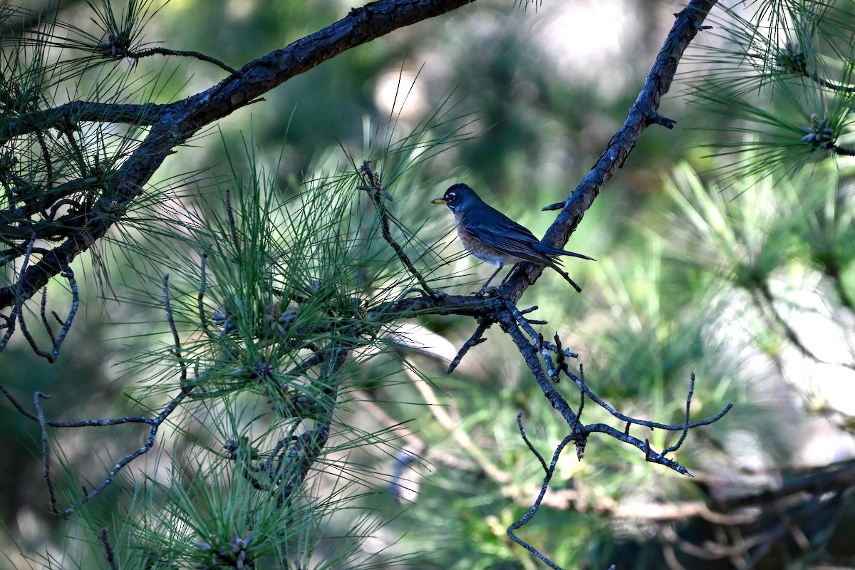 American Robin - ML615910300