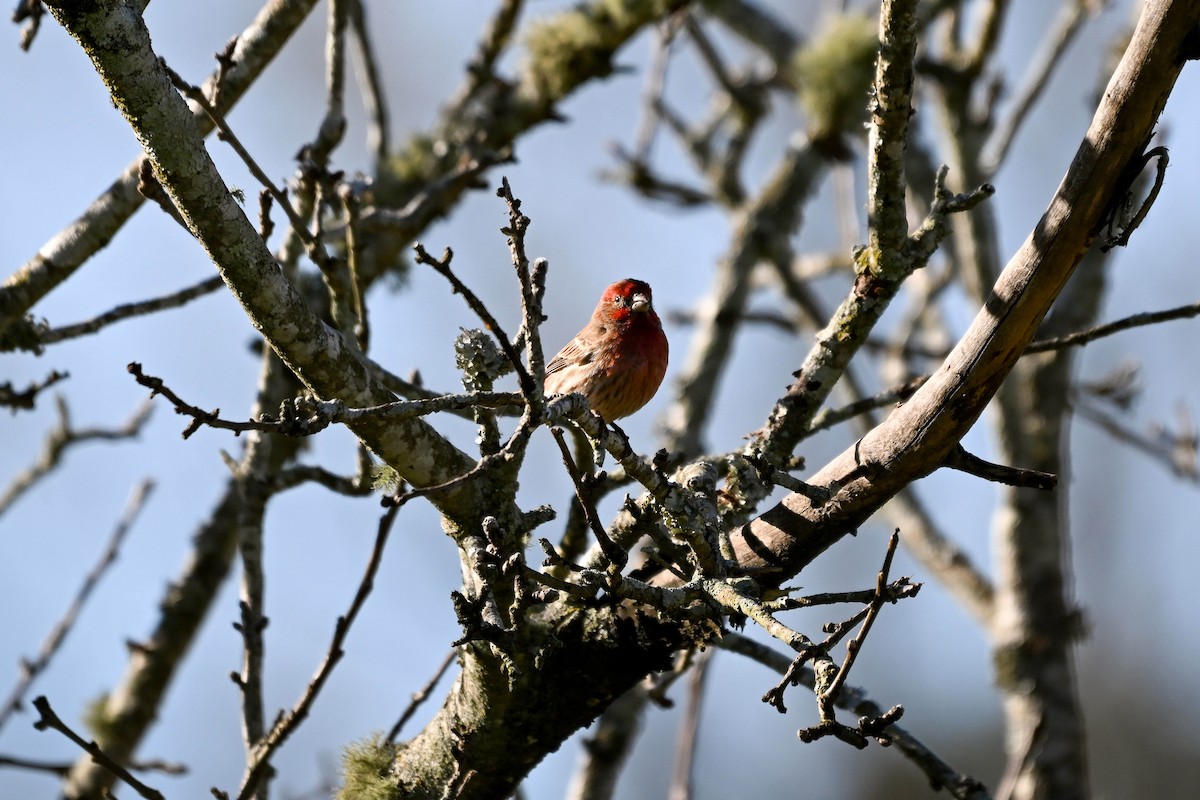 House Finch - ML615910301