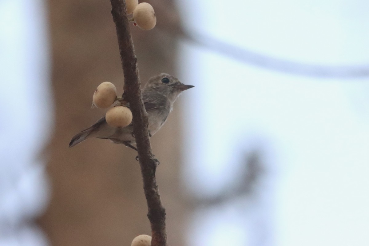 Asian Brown Flycatcher - Laurie Gardner