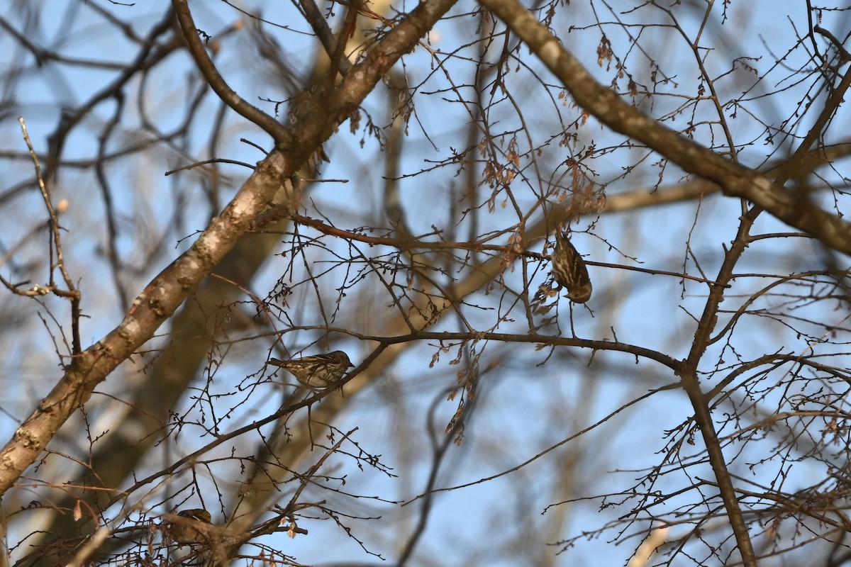 Pine Siskin - ML615910308