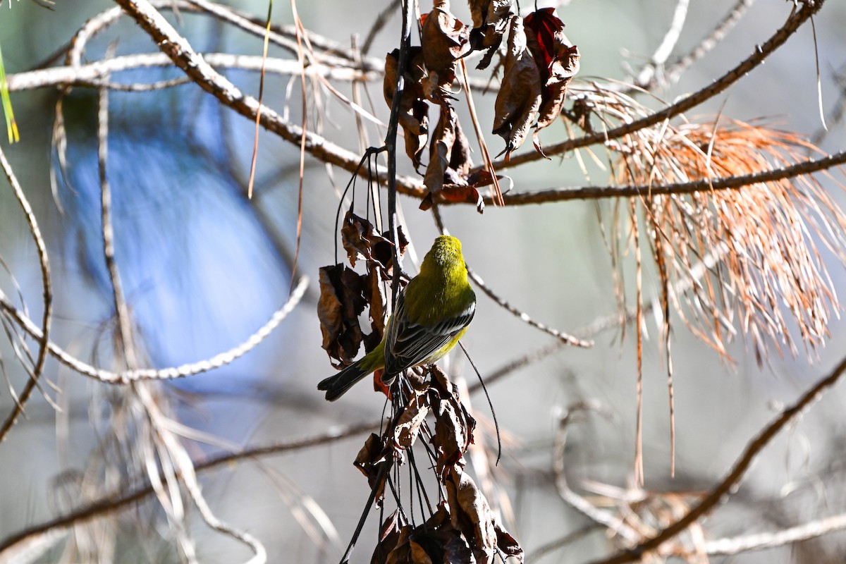 Pine Warbler - ML615910332