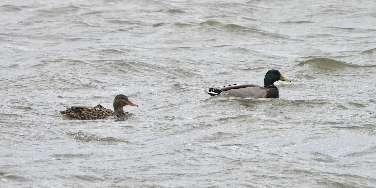 Mallard - ML615910343