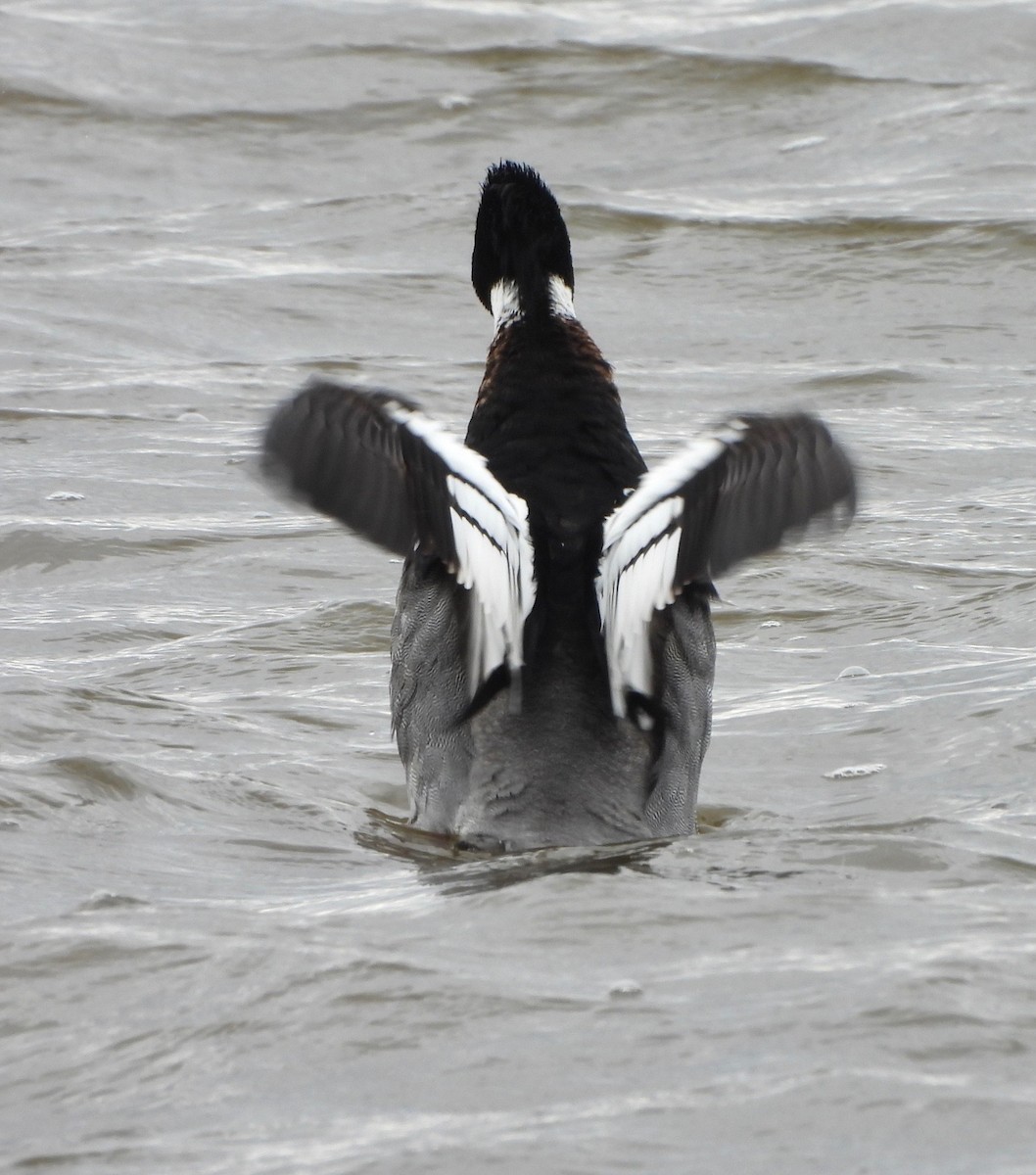 Red-breasted Merganser - ML615910348
