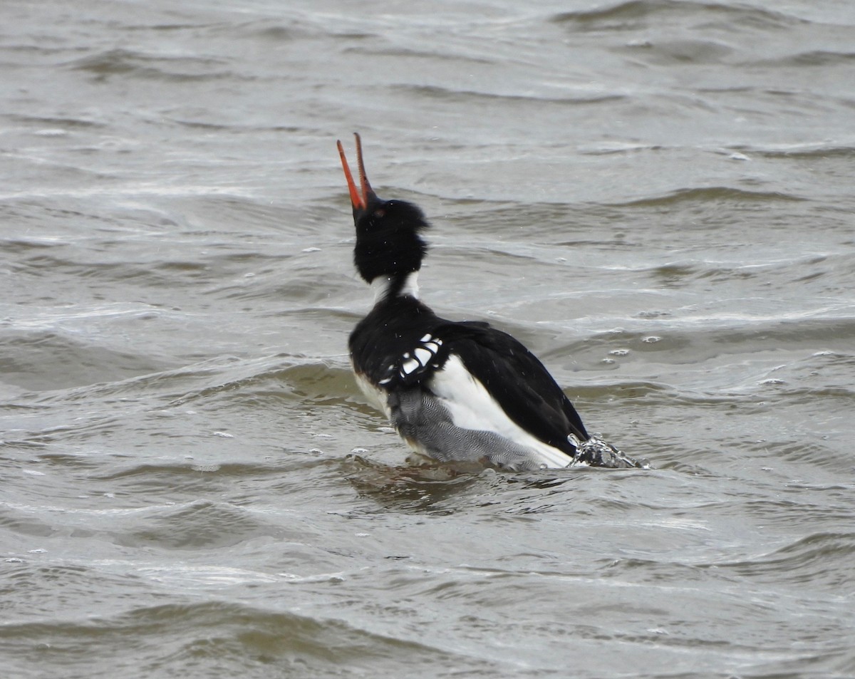 Red-breasted Merganser - ML615910349
