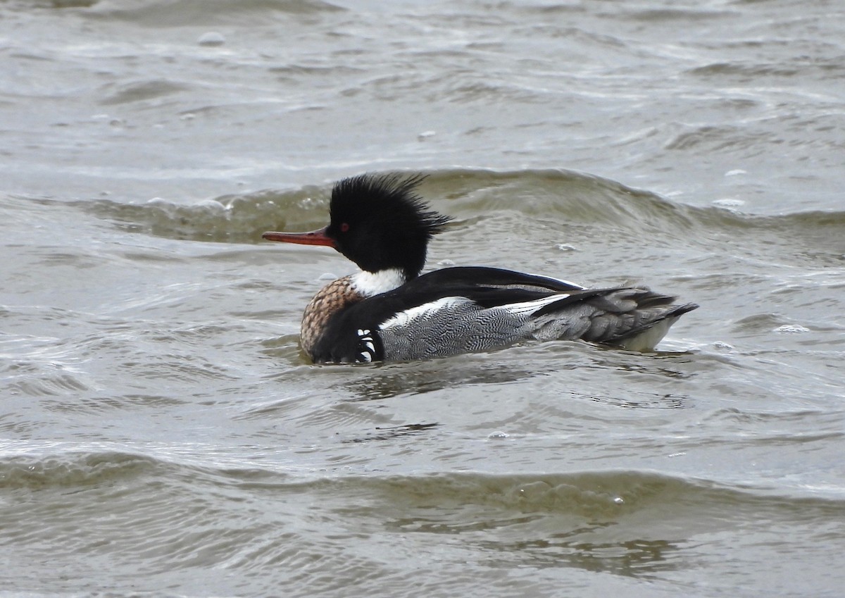 Red-breasted Merganser - ML615910350