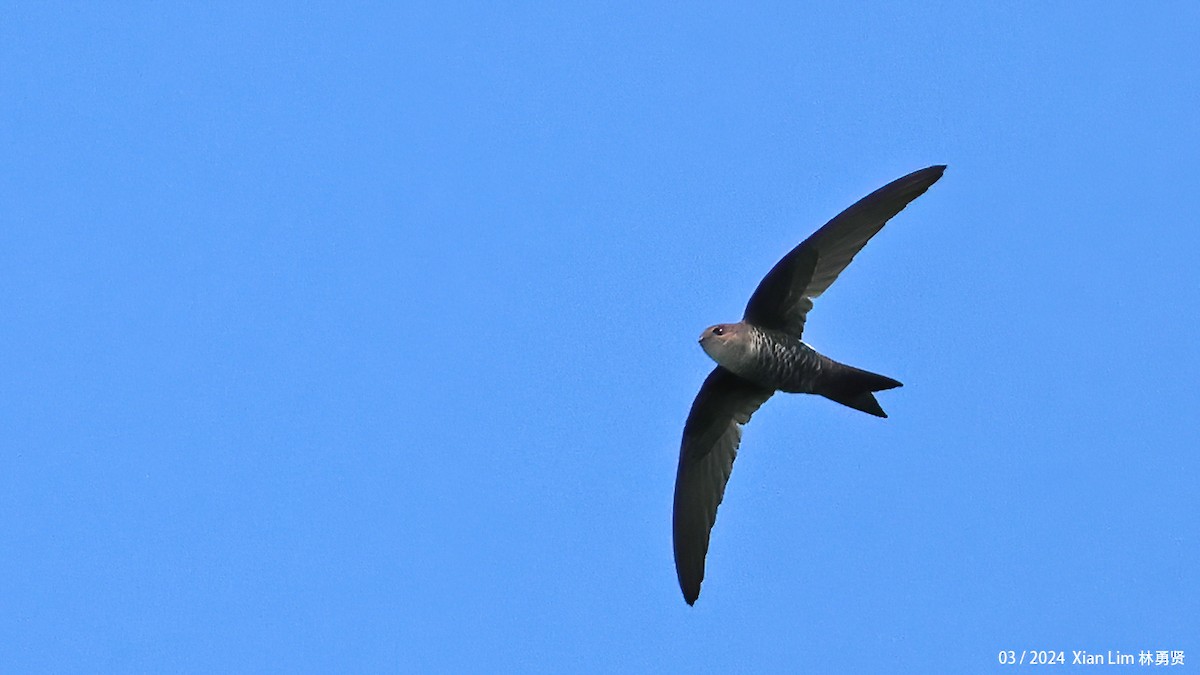 Pacific Swift - ML615910355