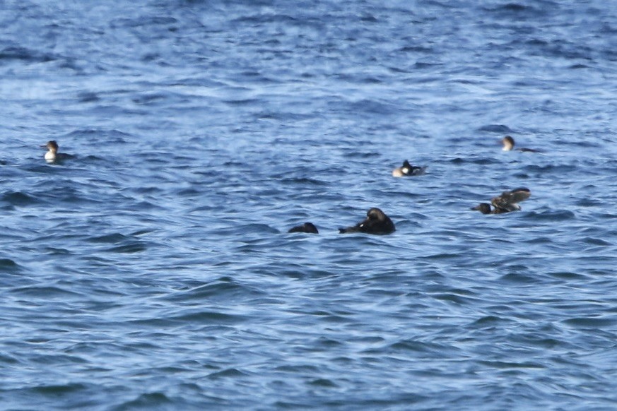 Common Eider - John Shamgochian