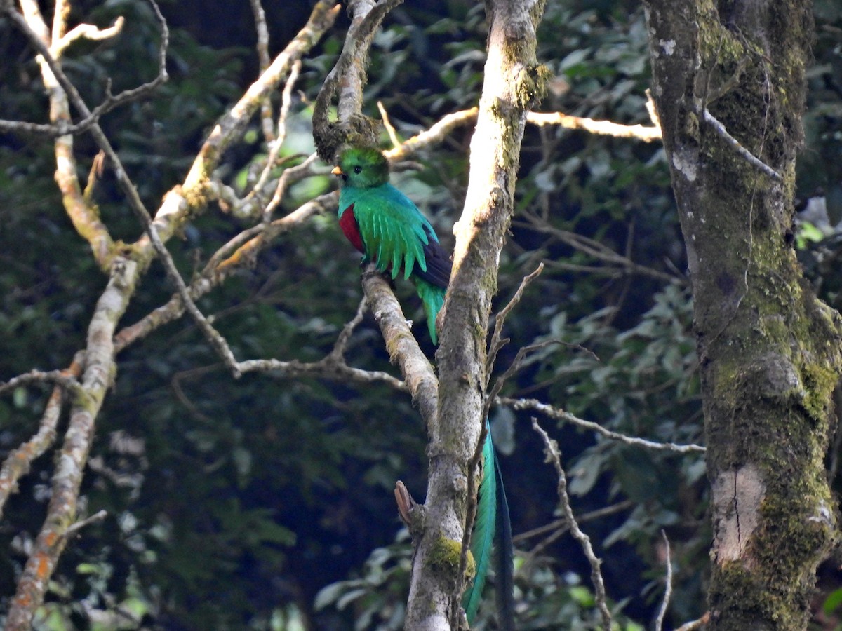 Quetzal resplendissant (mocinno) - ML615910395