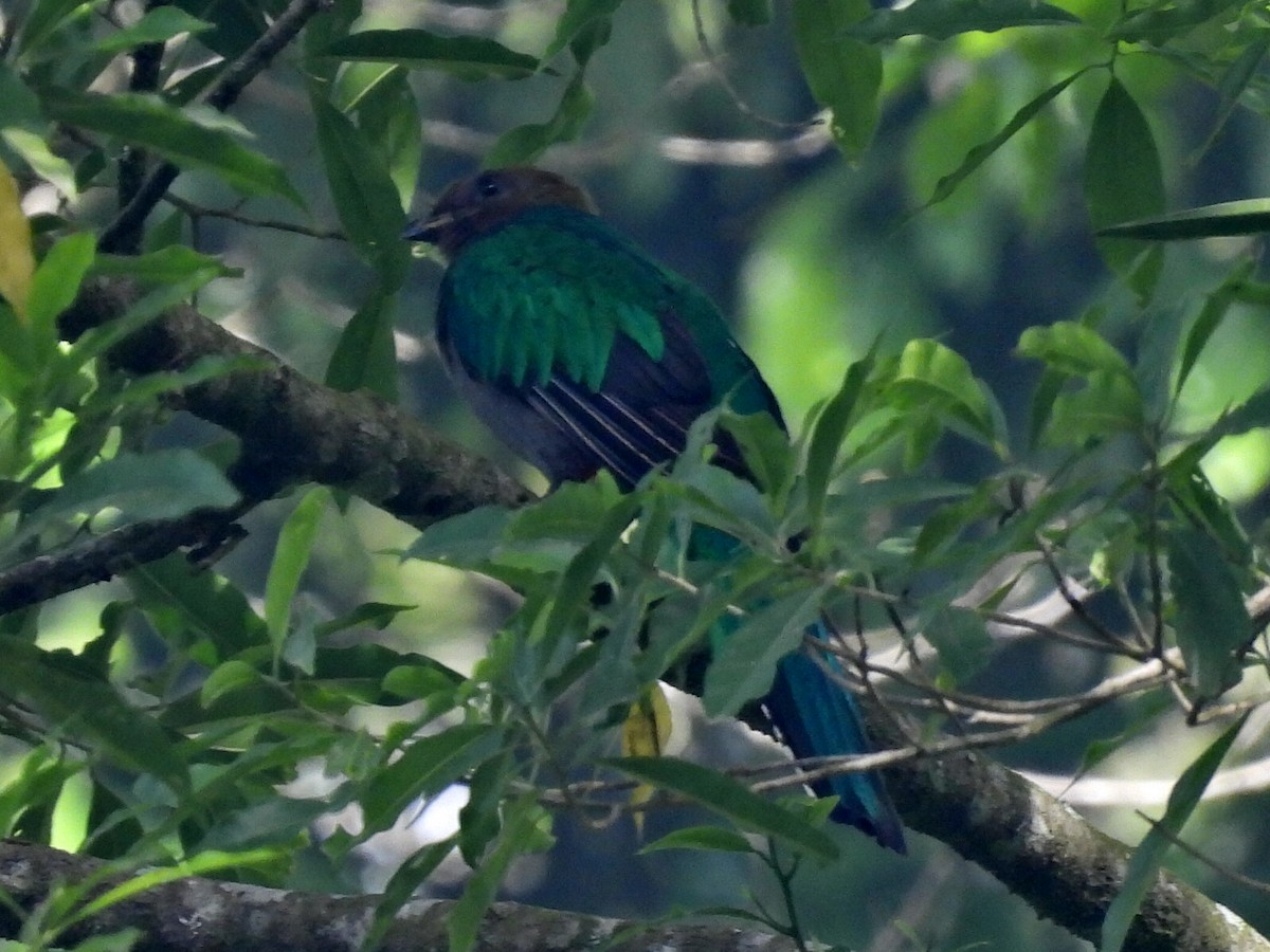 Resplendent Quetzal (Guatemalan) - ML615910407