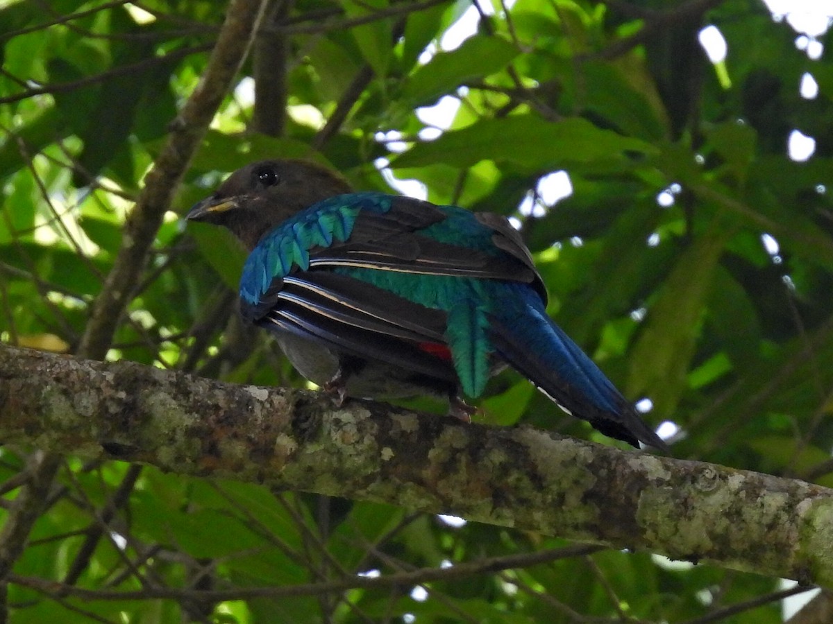 Resplendent Quetzal (Guatemalan) - ML615910408