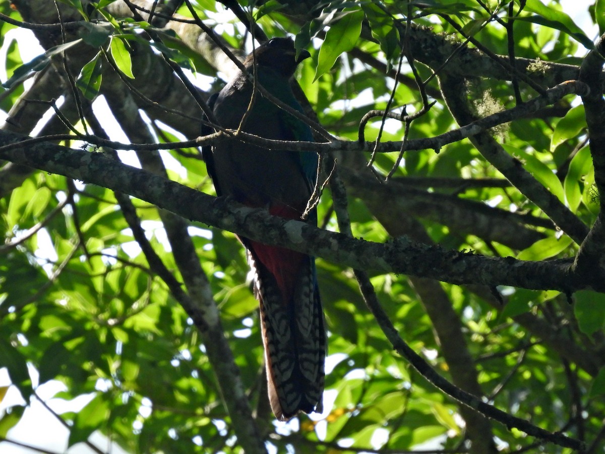 Quetzal resplendissant (mocinno) - ML615910409