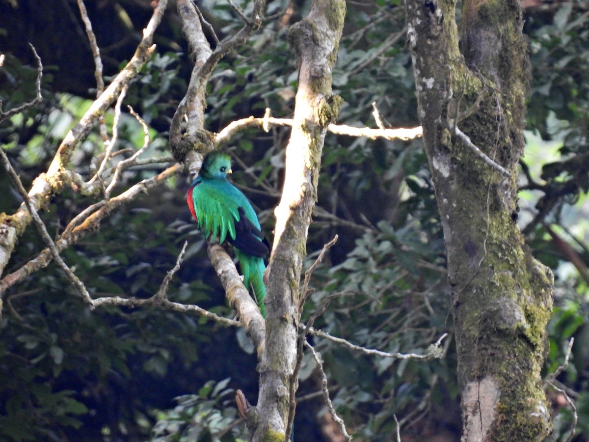 Resplendent Quetzal (Guatemalan) - ML615910410