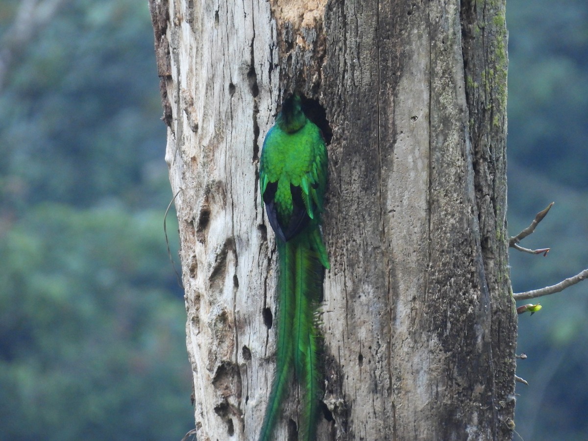 Resplendent Quetzal (Guatemalan) - ML615910417