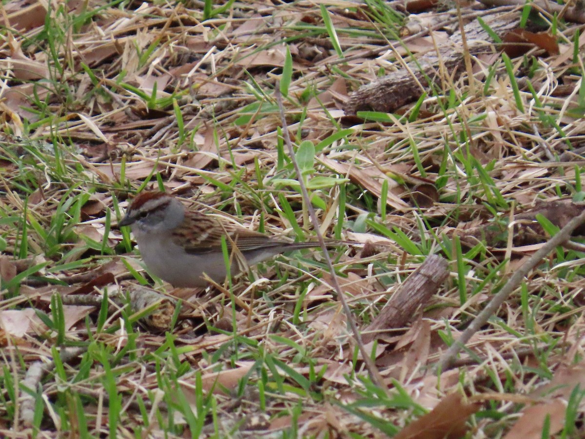 Chipping Sparrow - ML615910422