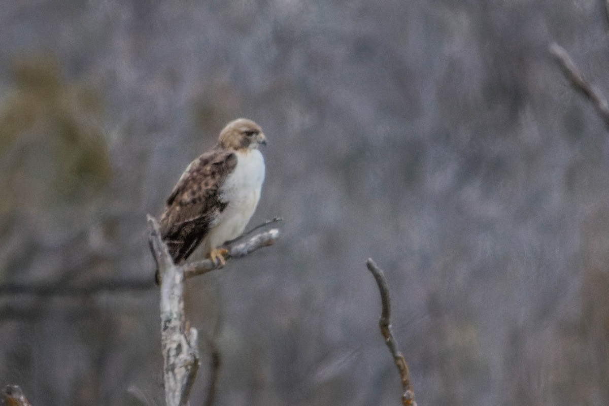 Red-tailed Hawk - ML615910424