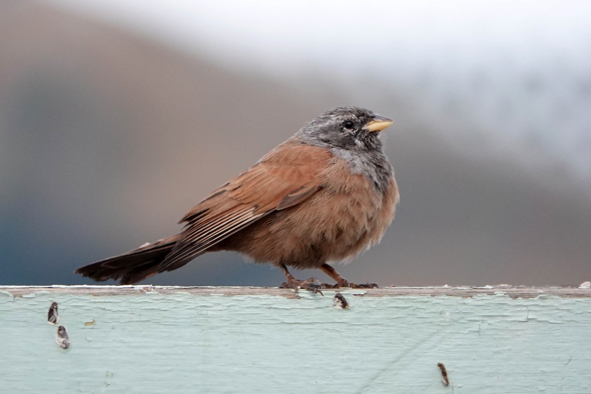 House Bunting - ML615910430