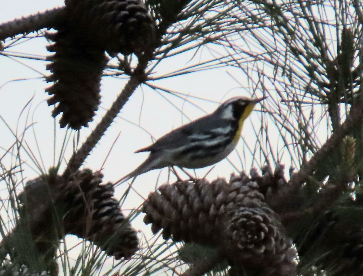 Yellow-throated Warbler - ML615910431