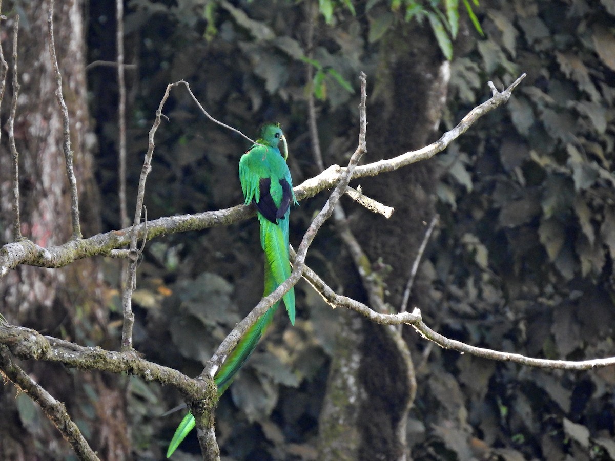 Quetzal resplendissant (mocinno) - ML615910445