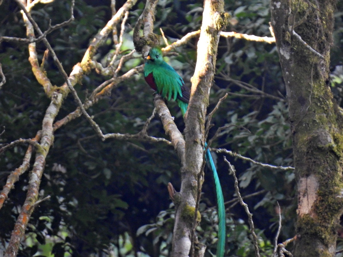 Resplendent Quetzal (Guatemalan) - ML615910446