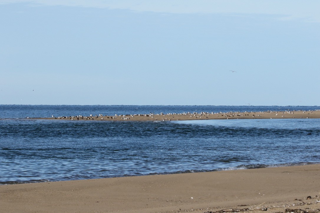 Common Eider - ML615910458