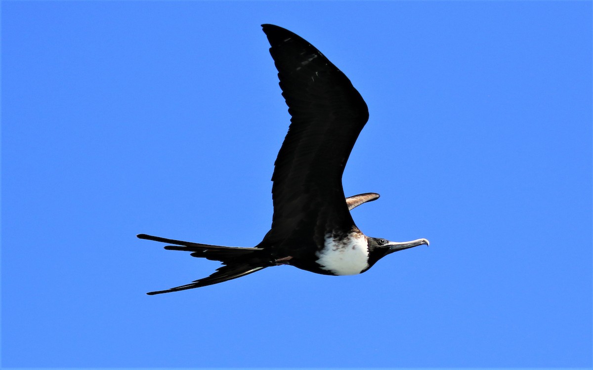 Magnificent Frigatebird - ML615910464