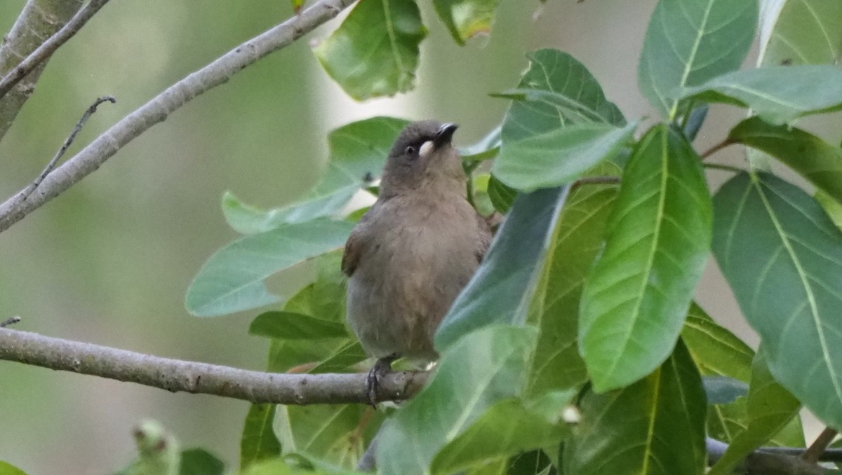 White-gaped Honeyeater - ML615910478