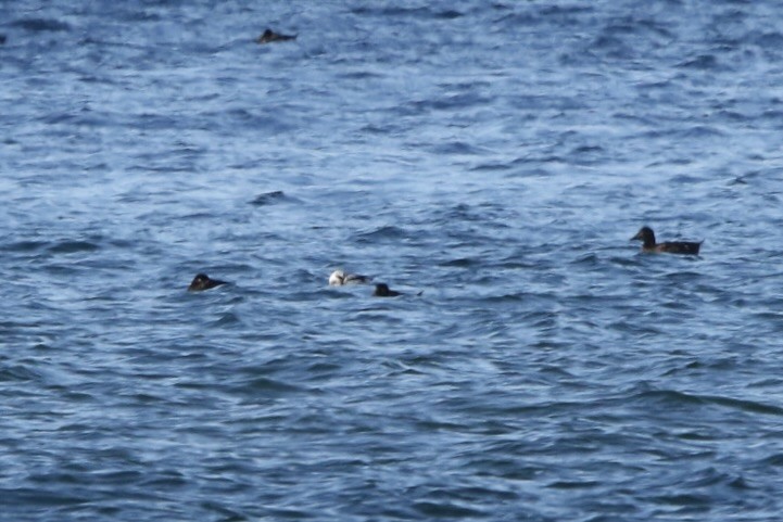 Long-tailed Duck - John Shamgochian