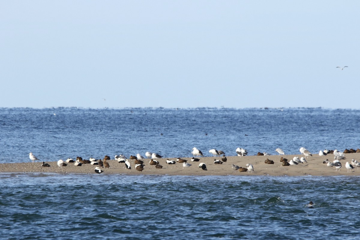 Common Eider - John Shamgochian