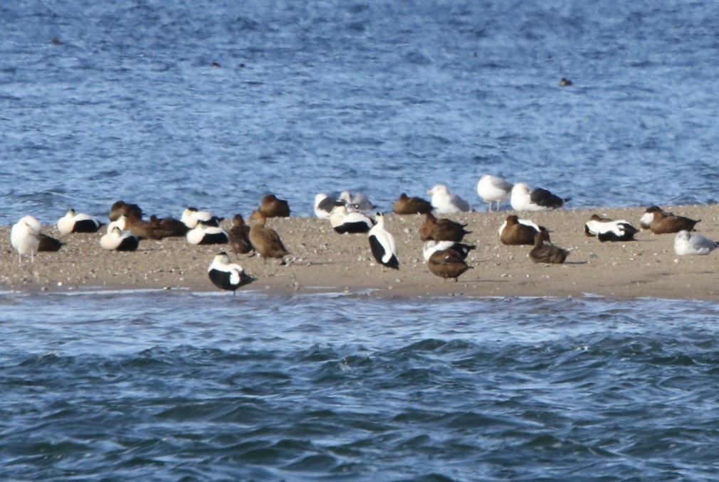 Common Eider - John Shamgochian