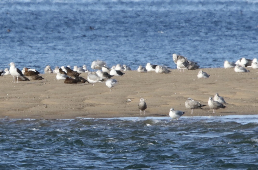 Gaviota Argéntea - ML615910571