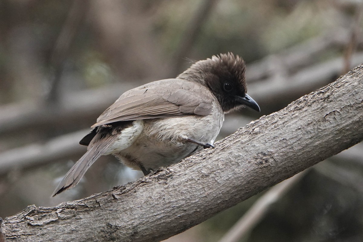 Common Bulbul - ML615910601