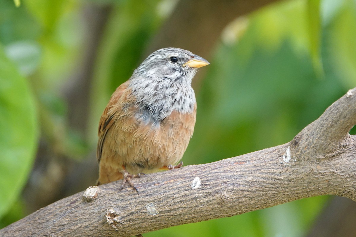 House Bunting - ML615910609