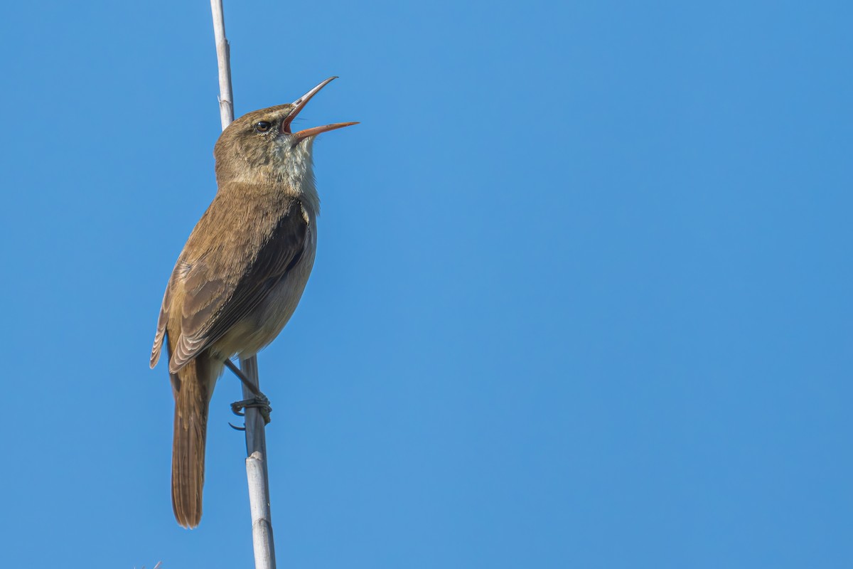 Clamorous Reed Warbler - ML615910684