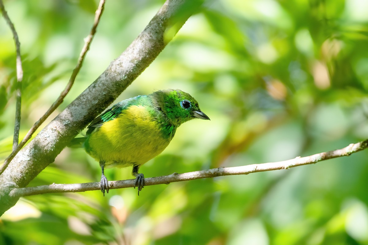 Blue-naped Chlorophonia - ML615910735