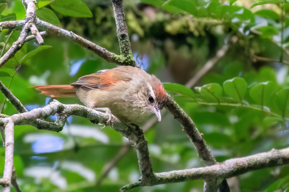 Pallid Spinetail - ML615910743