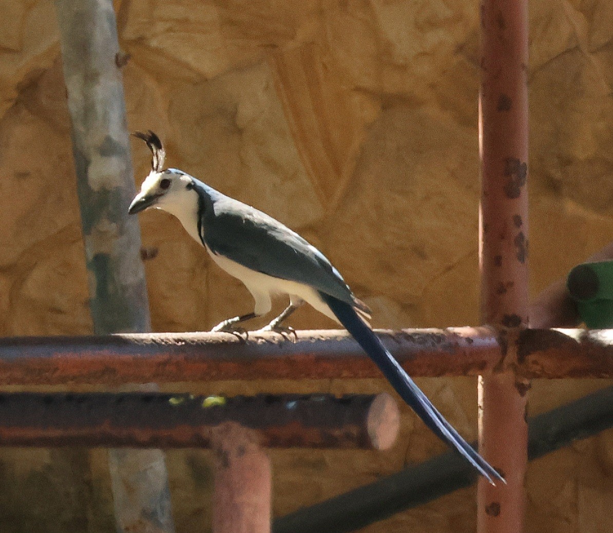 White-throated Magpie-Jay - ML615910751