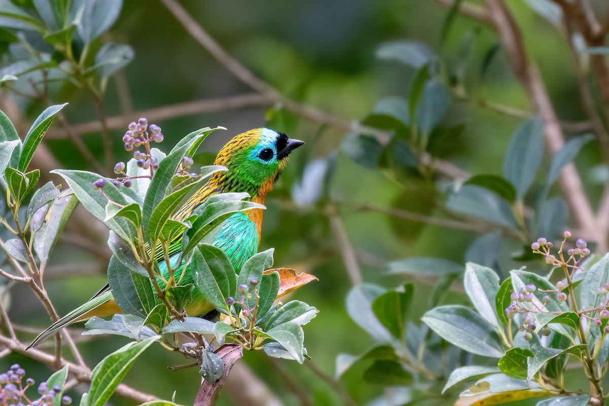 Brassy-breasted Tanager - ML615910758