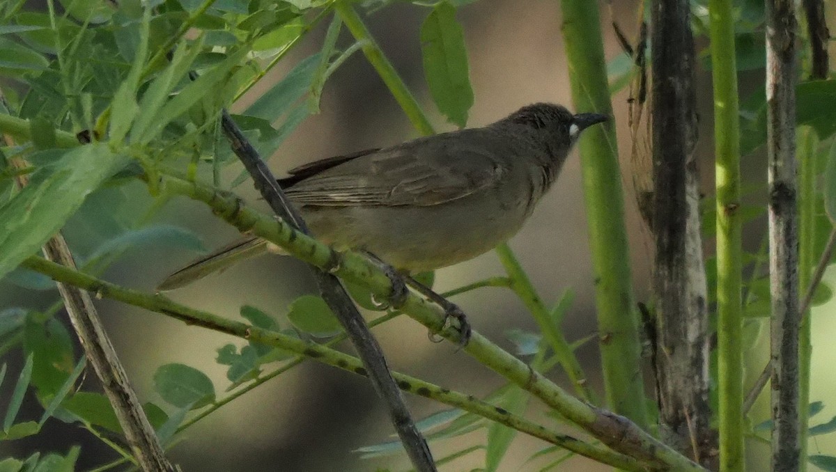 White-gaped Honeyeater - ML615910776