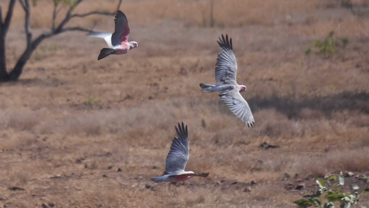 Galah - ML615910793