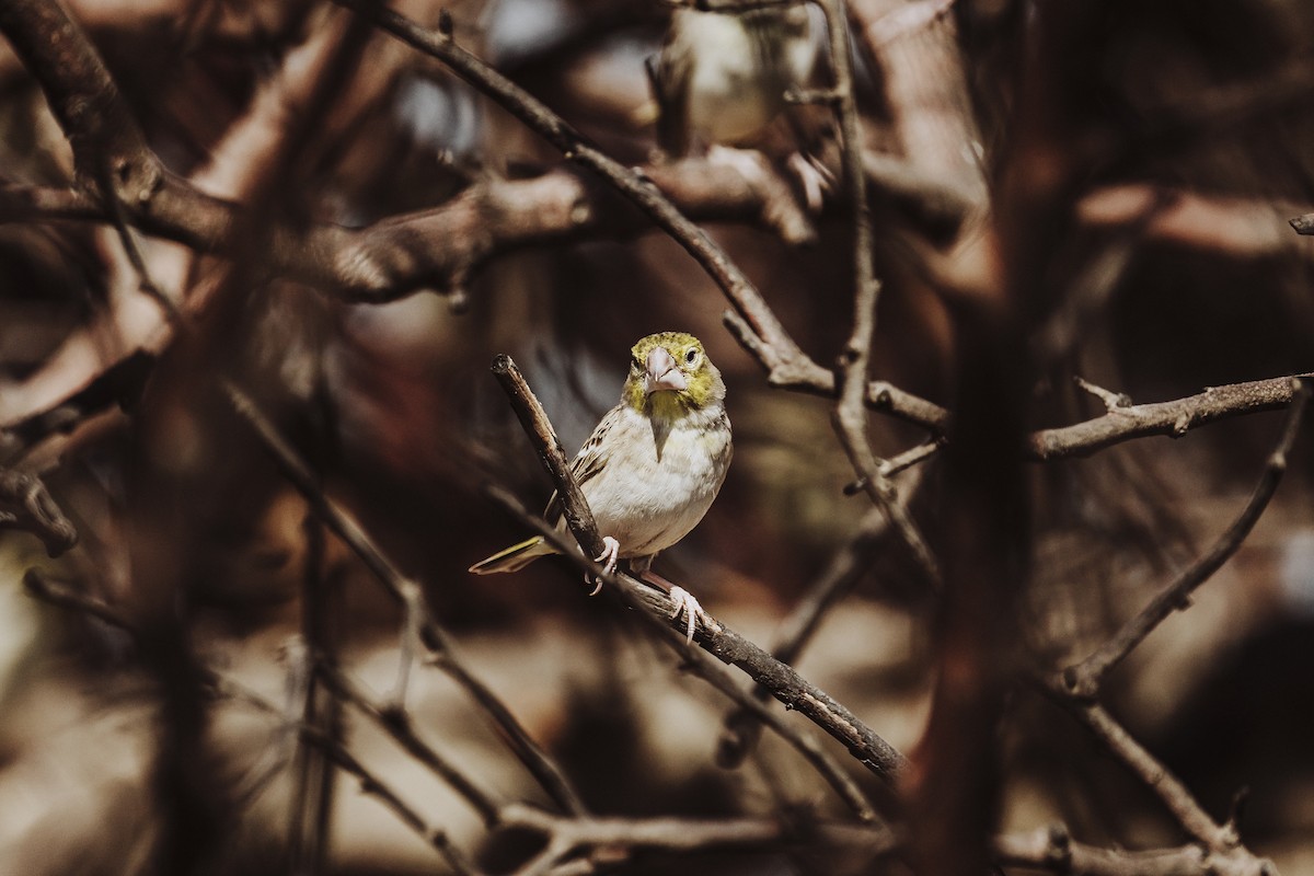 Sulphur-throated Finch - Renato David Rojas Cánova