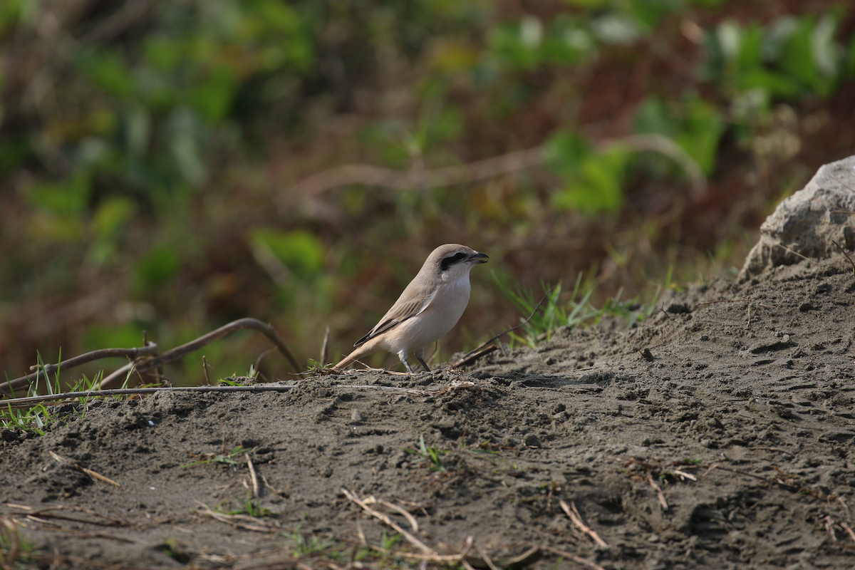 Isabelline Shrike - ML615910803