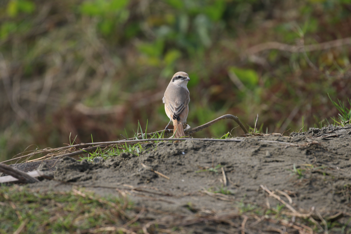 Isabelline Shrike - ML615910804