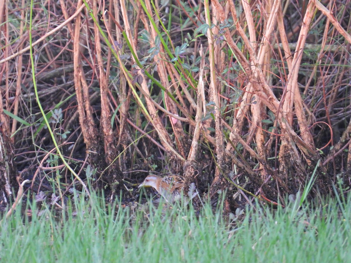 Baillon's Crake - ML615910805