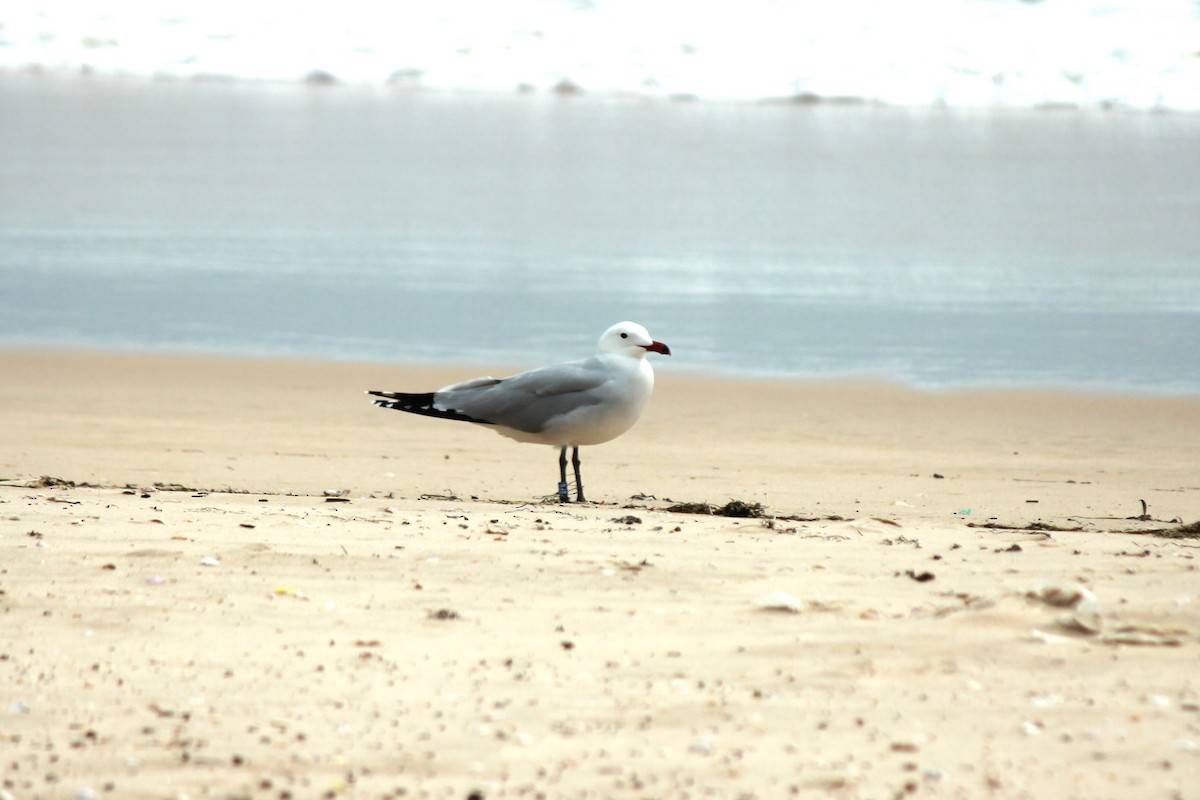 Gaviota de Audouin - ML615910815