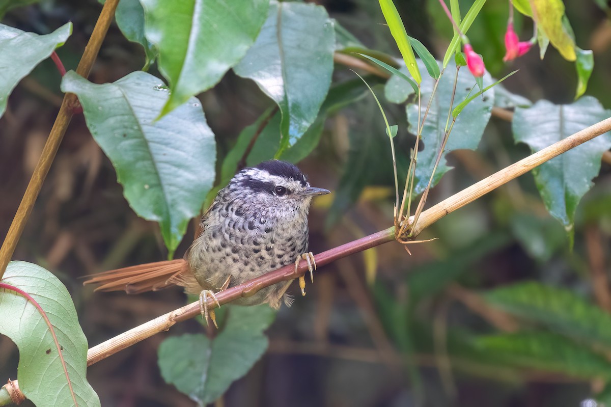 Rufous-tailed Antbird - Marcos Eugênio Birding Guide