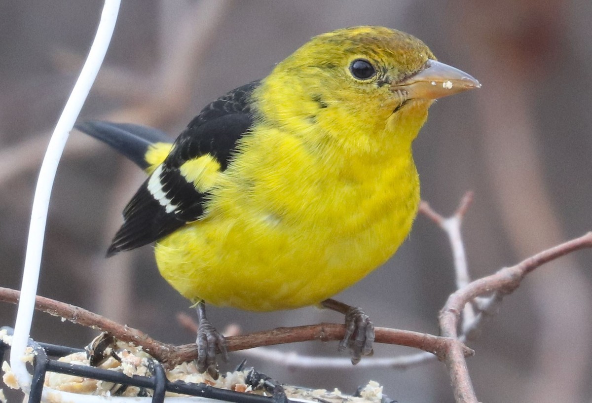 Western Tanager - ML615910847