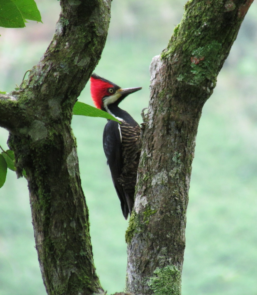 Crimson-crested Woodpecker - Felipe Cardona Toro