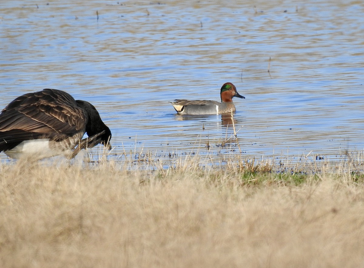 Green-winged Teal - Bob Bryerton