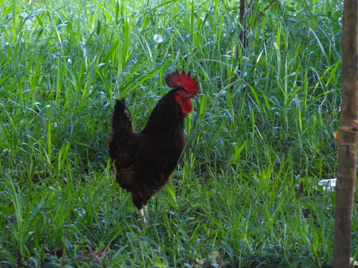 Red Junglefowl (Domestic type) - ML615910880